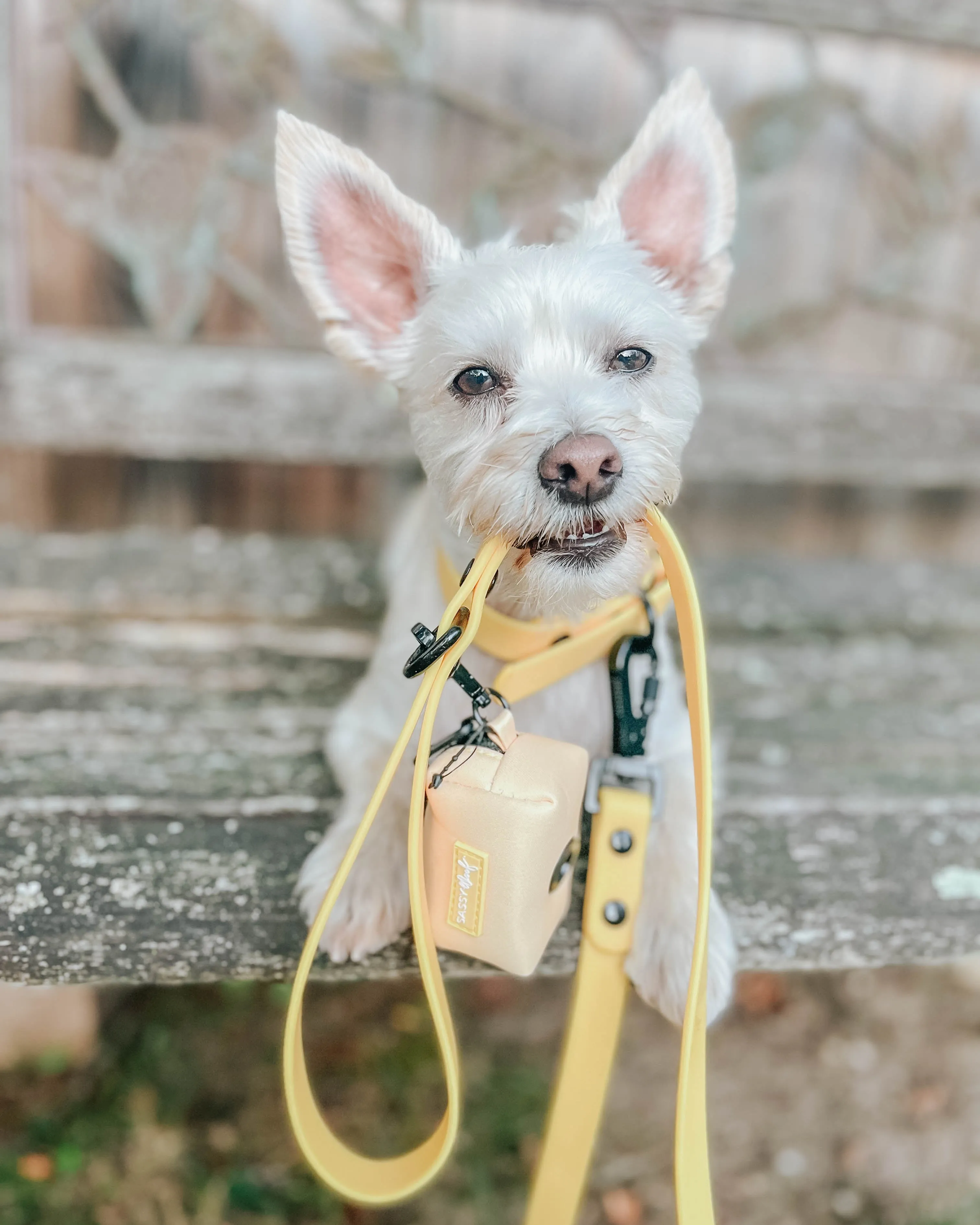 Dog Bundle - Adventure Collection (Yellow)