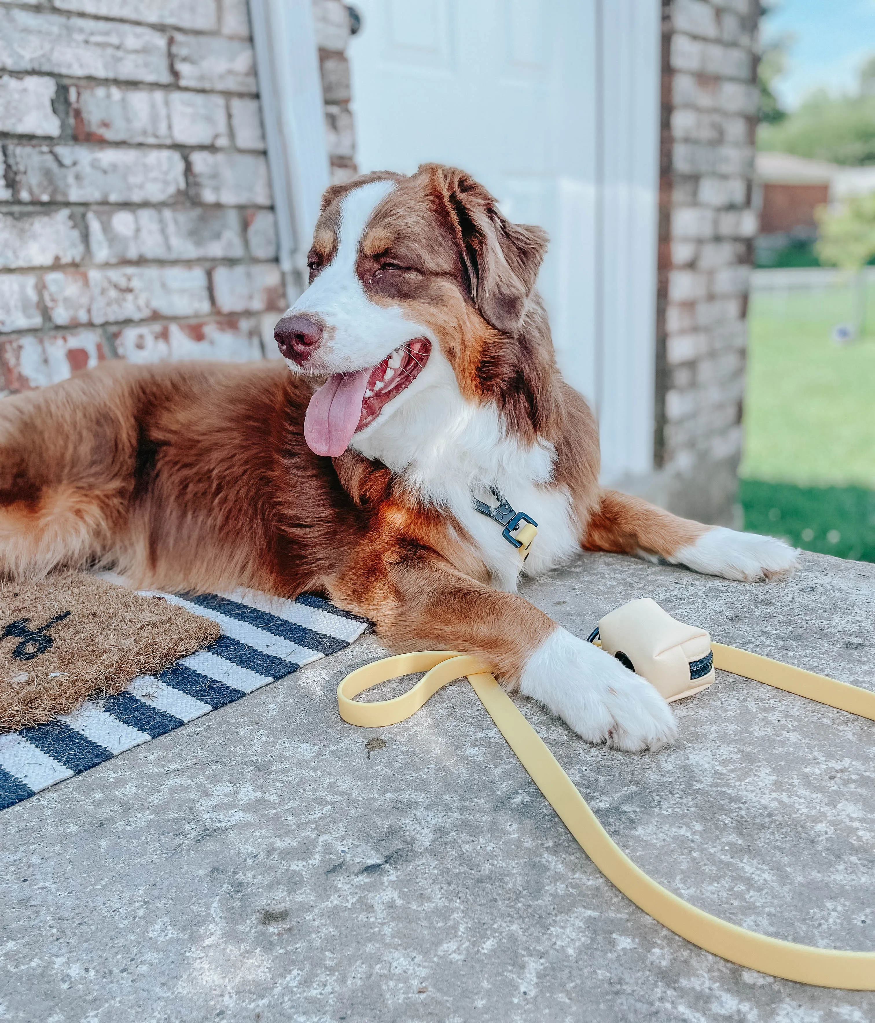 Dog Bundle - Adventure Collection (Yellow)